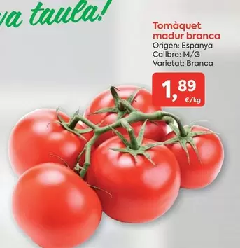 origen - Tomàquet Madur Branca