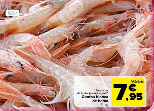 Gamba Blanca De Bahia