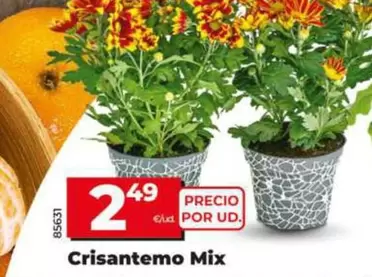 Crisantemo Mix