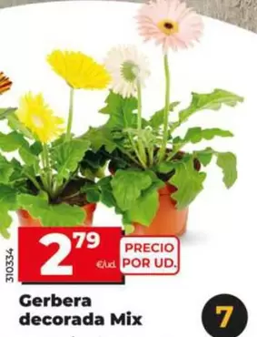 Gerbera Decorada Mix