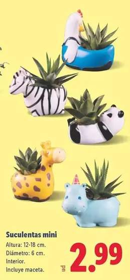 Suculentas Mini