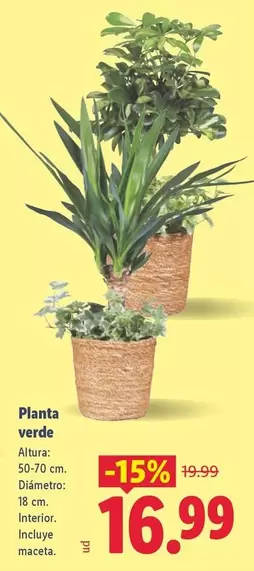 Planta Verde