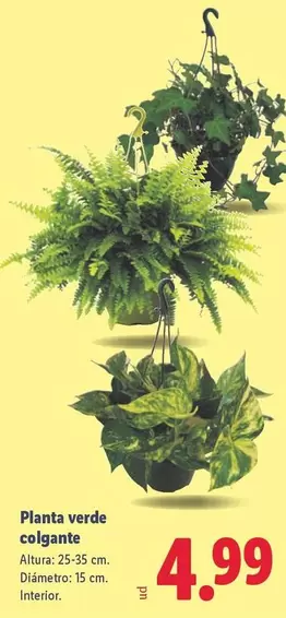 Planta Verde Colgante