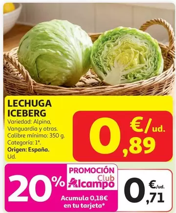 Lechuga Iceberg