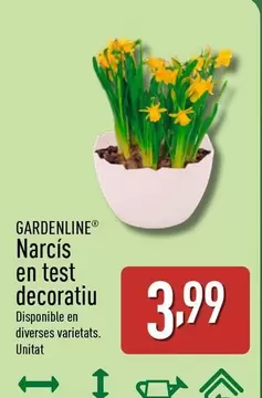 Gardenline - Narcis En Test Decoratiu