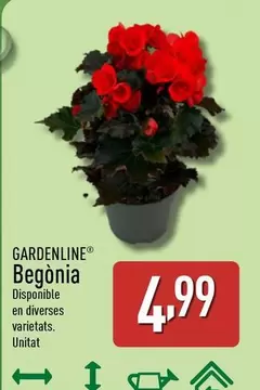 Gardenline - Begonia