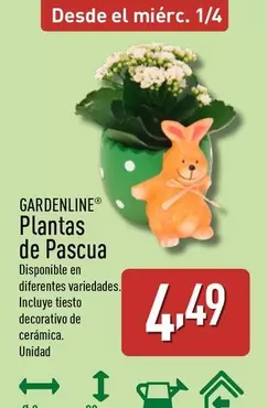 Gardenline - Plantas De Pascua