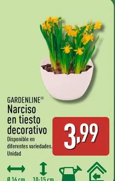 Gardenline - Narciso En Tiesto Decorativo