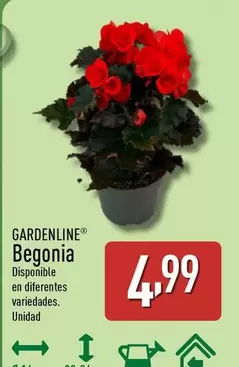 Gardenline - Begonia