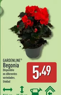 Gardenline - Begonia