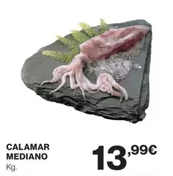 Calamar Mediano
