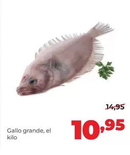 Gallo -  Grande