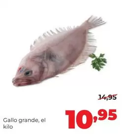 Gallo Grande