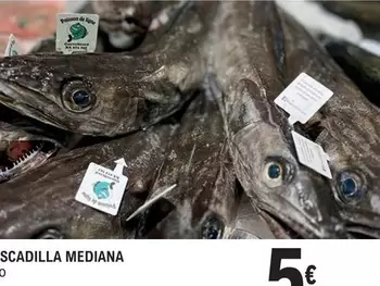 Pescadilla Mediana