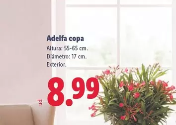 Adelfa Copa