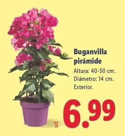 Buganvilla Pirámide 