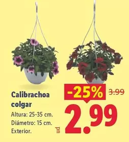 Calibrachoa Colgar