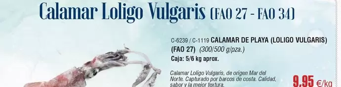 origen - Calamar Loligo