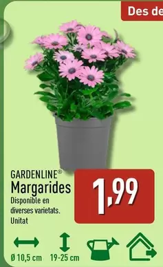Gardenline - Margarides