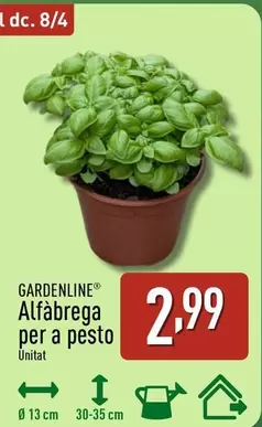 Gardenline - Alfabrega Per A Pesto