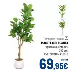 Tarrington - Maceta Con Planta