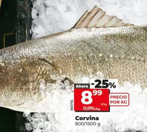 Corvina