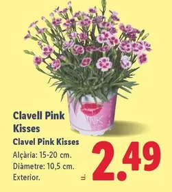 Clavel Pink Kisses