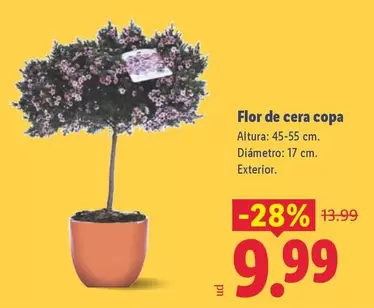 Flor De Cera Copa