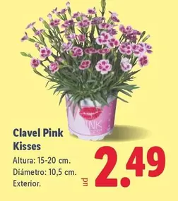 Clavel Pink Kisses