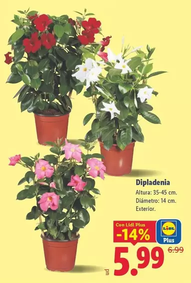 Dipladenia