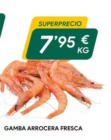 Gamba Arrocera Fresca