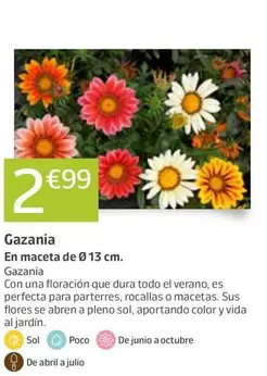 Pleno - Gazania