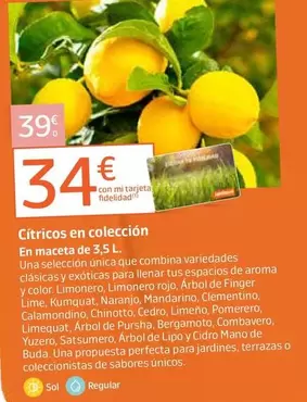 Cítricos En Coleccion