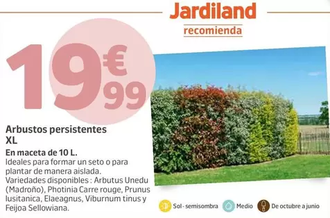 Jardiland - Arbustos Persistentes Xl