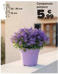 Campanula Purpura