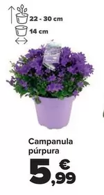 Campanula Purpura