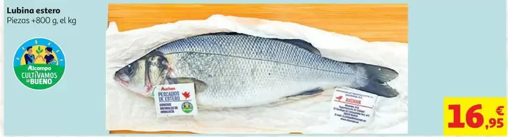 Lubina Estero