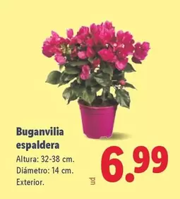 Kalanchoe