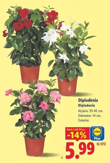 Dipladenia 