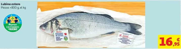 Lubina Estero