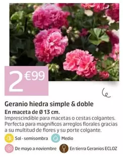 Geranio Hiedra Simple & Doble