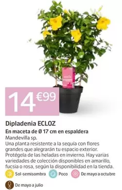 Ecloz - Dipladenia
