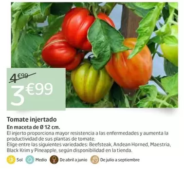 Tomate Injertado