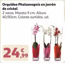 Cristal - Orquídea Phalaenopsis En Jarrón De