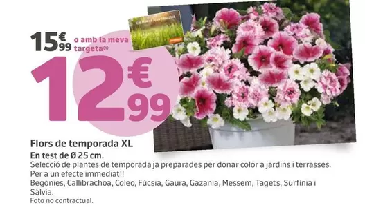 Flores De Temporada Xl 
