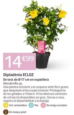 Ecloz - Dipladenia