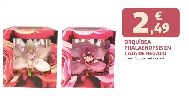 Orquidea Phalaenopsis En Caja De Regalo