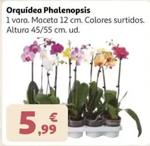 Orquídea Phalenopsis