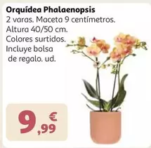 Orquídea Phalaenopsis