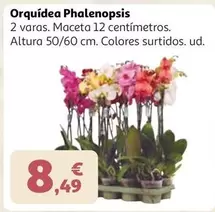 Orquídea Phalenopsis